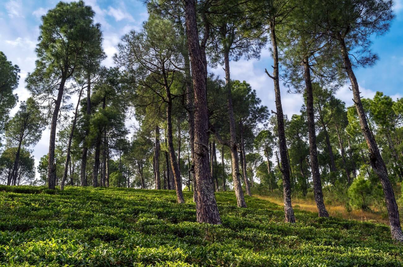 Stroll Through the Tea Gardens