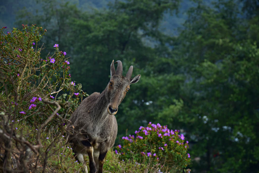 Eravikulam National Park