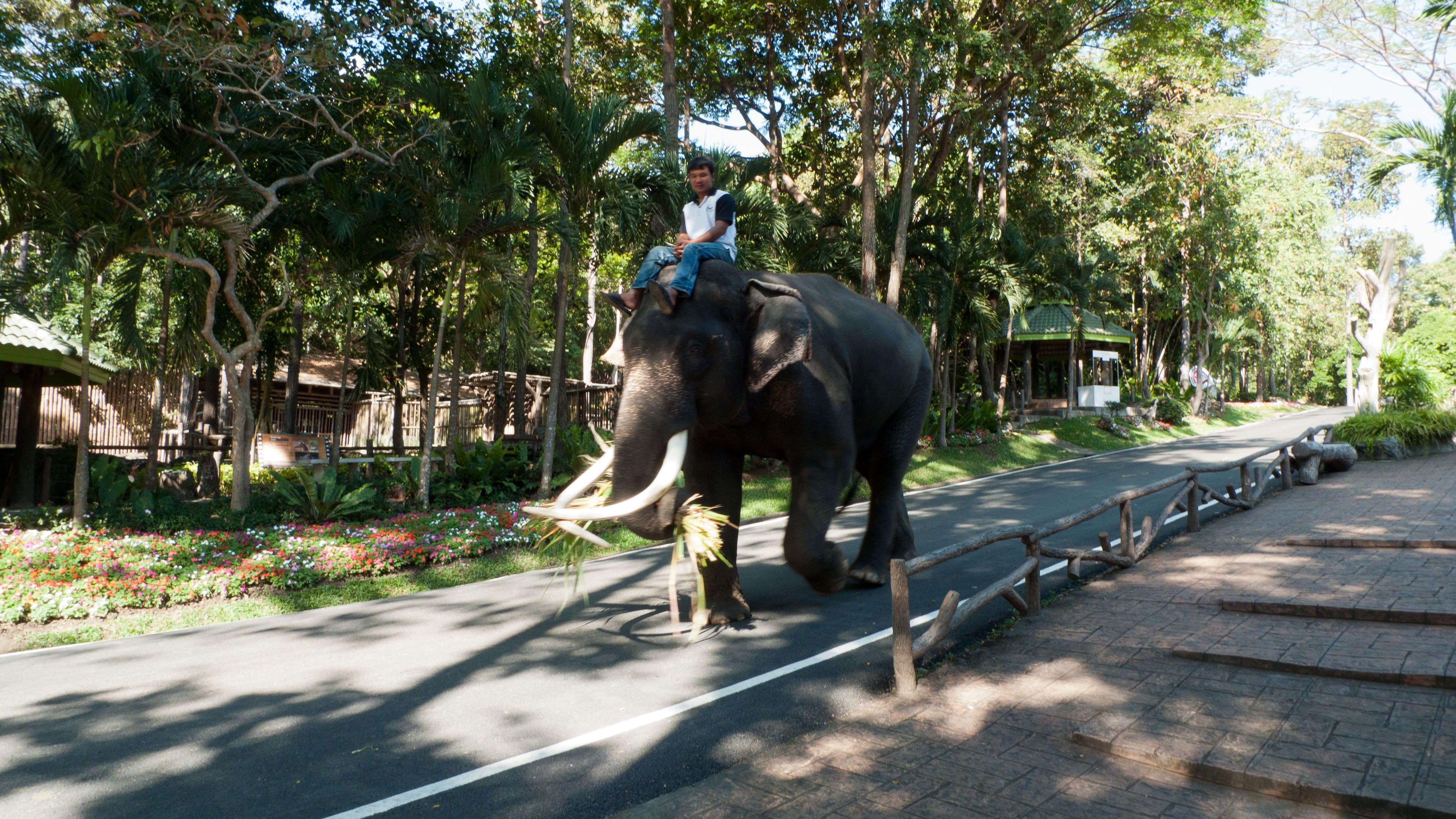 Chiang Mai Zoo Tickets