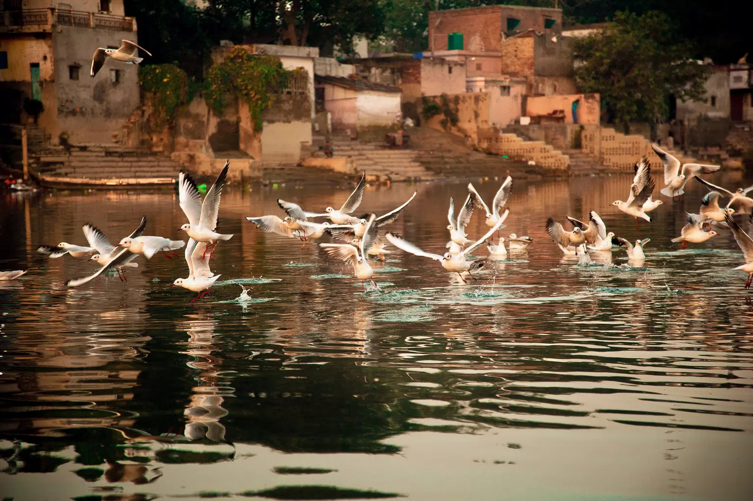 Sultanpur Bird Sanctuary