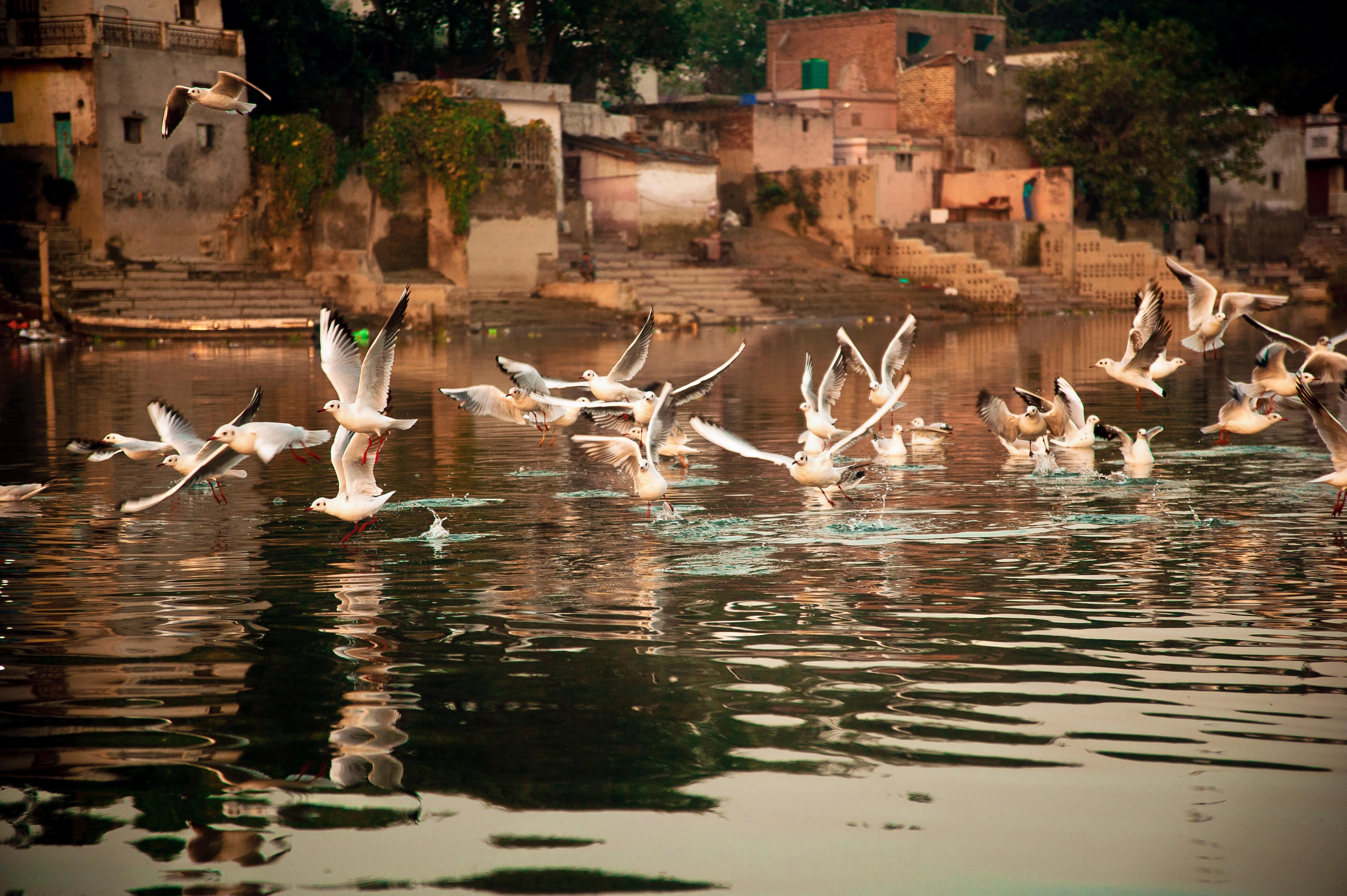 Sultanpur Bird Sanctuary Overview
