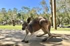 Wander among the free-roaming kangaroos at the park
