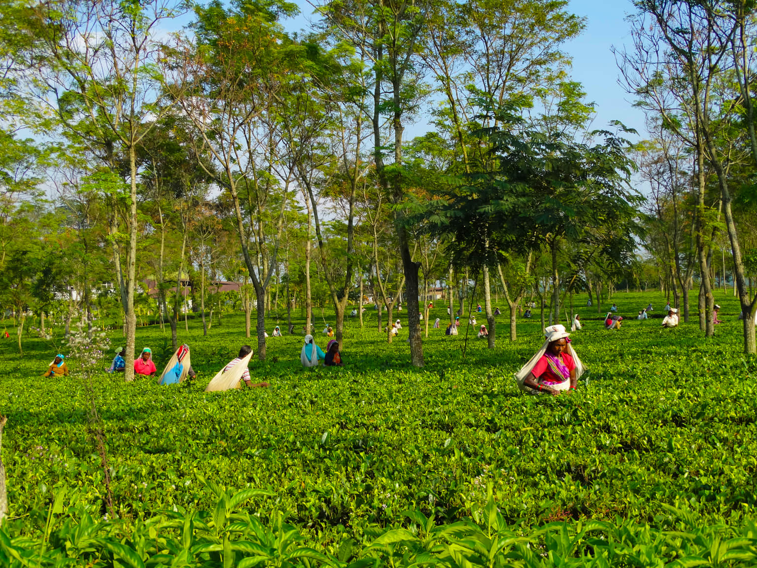 <em>Siliguri</em> Tour Packages From Surat 