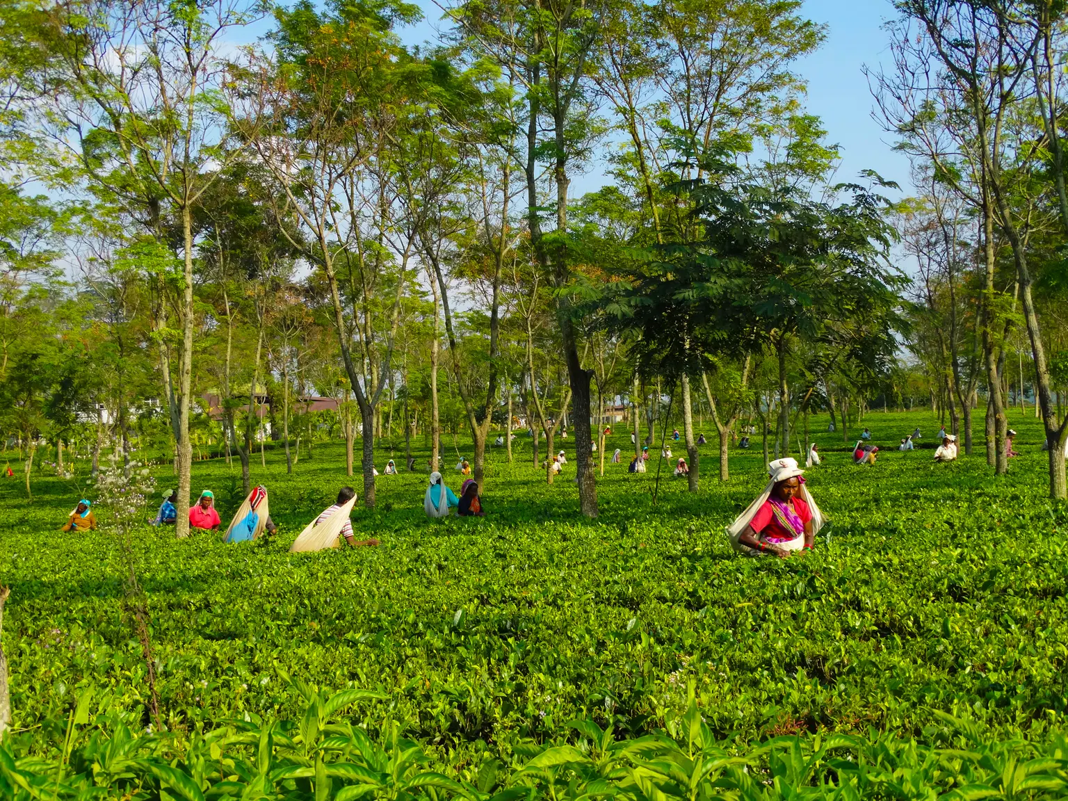 <em>Siliguri</em> Tour Packages From Pune
