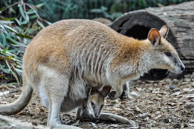 Kangaroo in Featherdale Wildlife Park