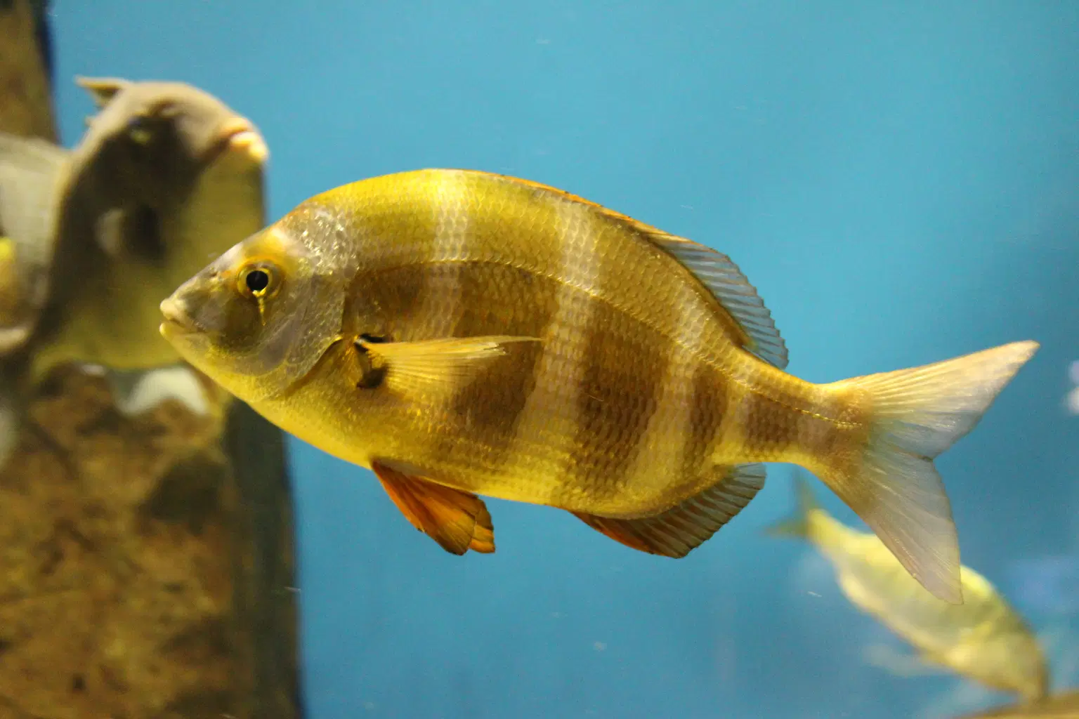 Seville Aquarium