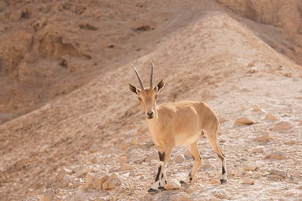 Nubian Ibex
