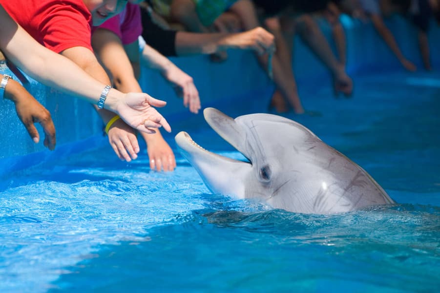 Seaworld San Antonio Tickets Image