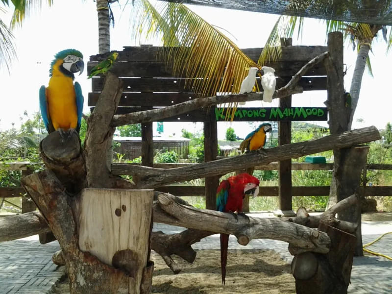 Enjoy birdwatching in the aviary section of the farm