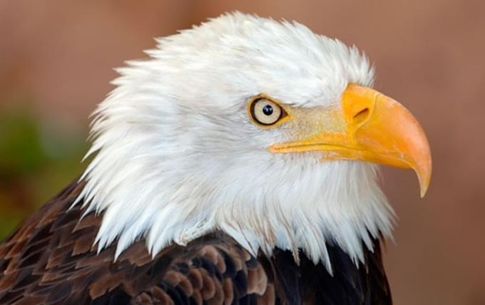 Eagle in Tenerife Jungle Park