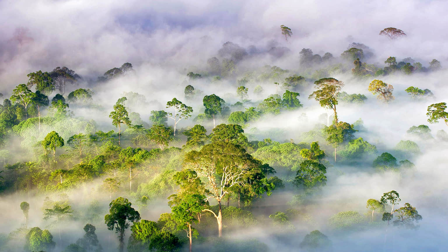 Danum Valley Conservation Area, <em>Sabah</em>