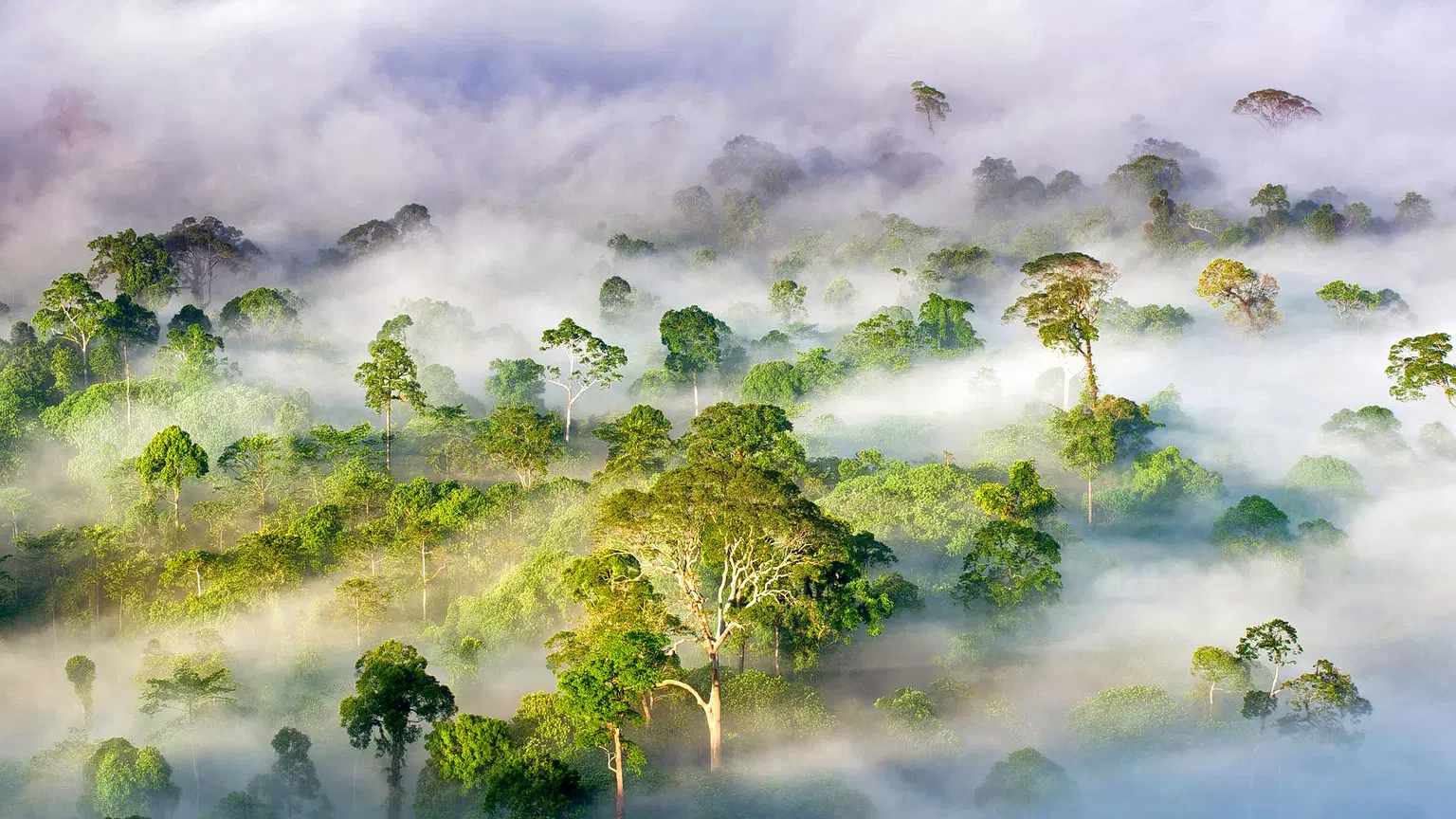 Danum Valley Conservation Area, <em>Sabah</em>