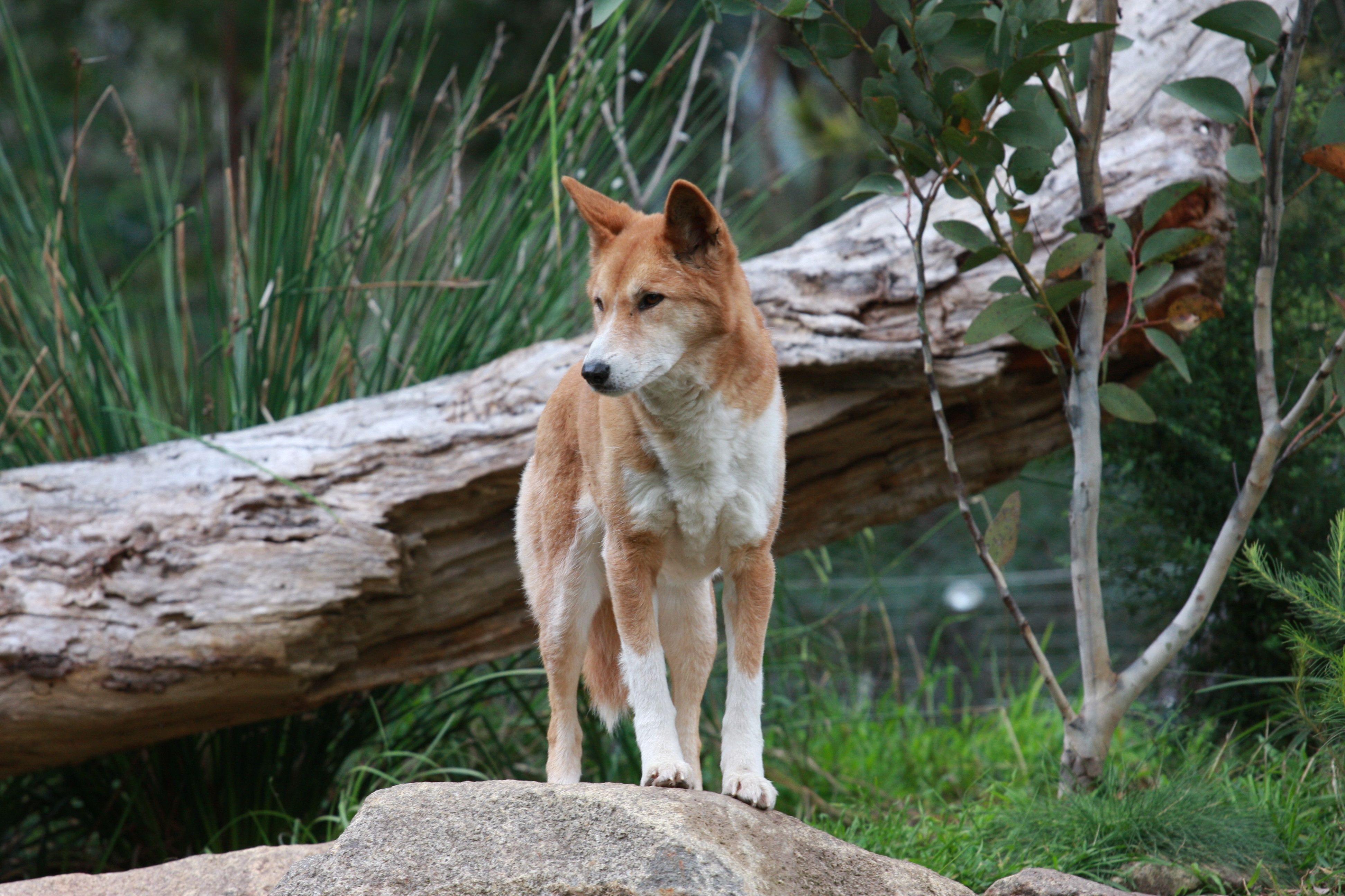 Fox in Healesville Sanctuary