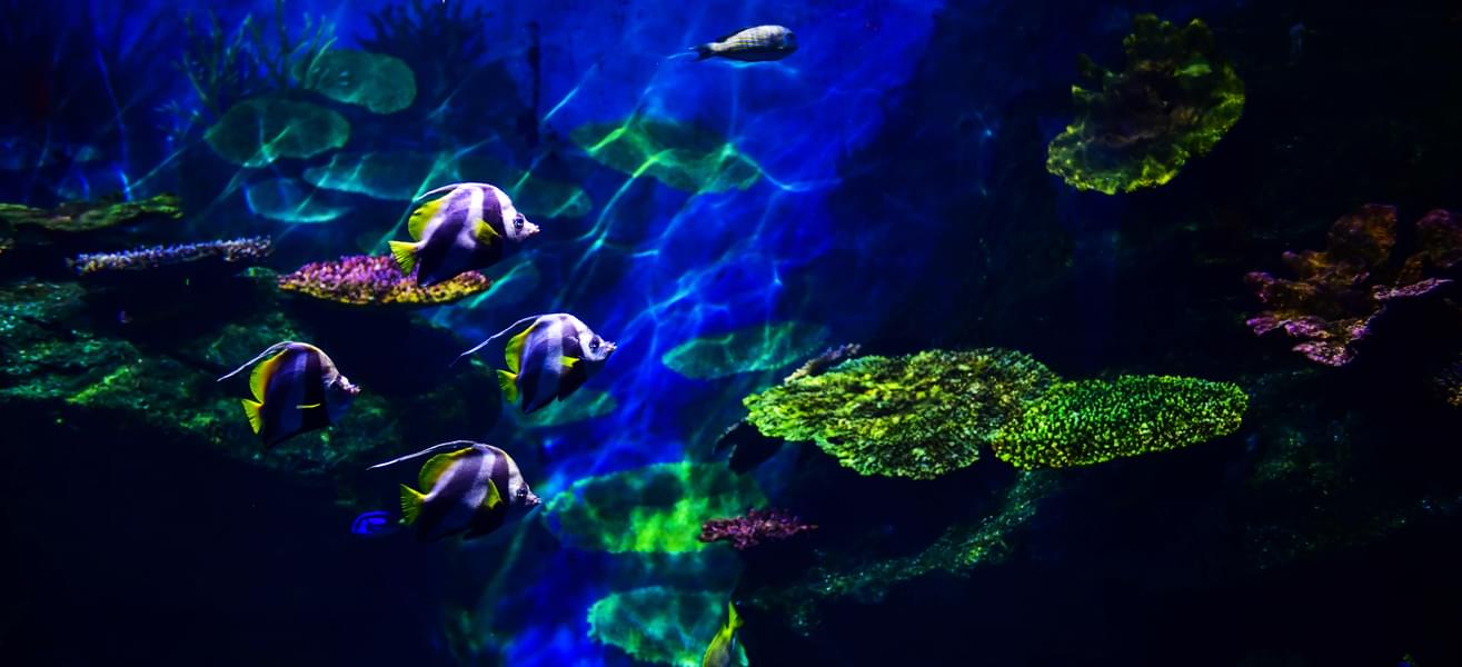 Tropical Ocean