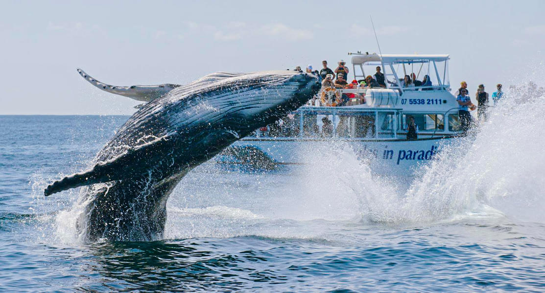 Whale Watching Cruise in Gold Coast Image