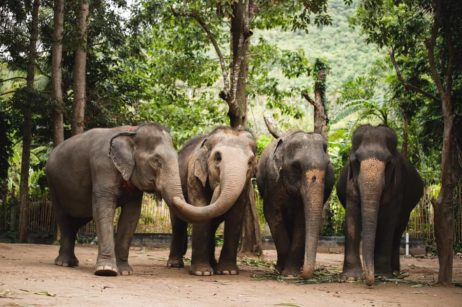 Elephant Jungle Sanctuary Phuket Tickets Image
