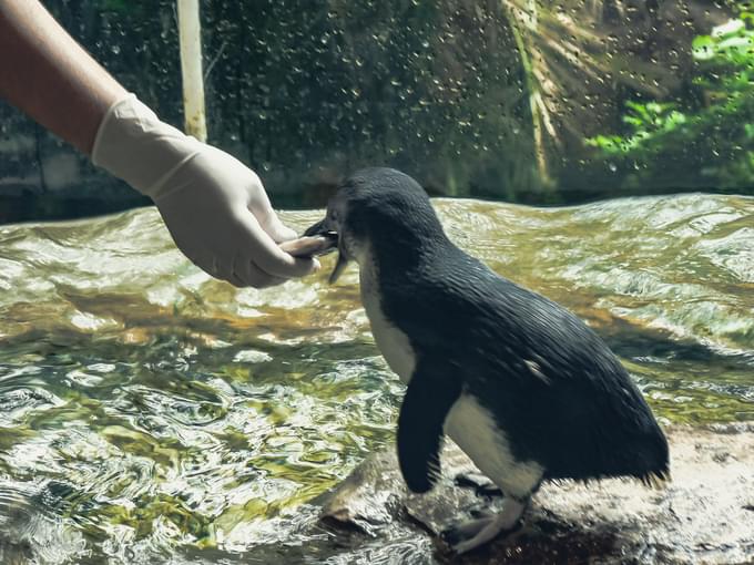 Penguin Feeding in Brookfield Zoo