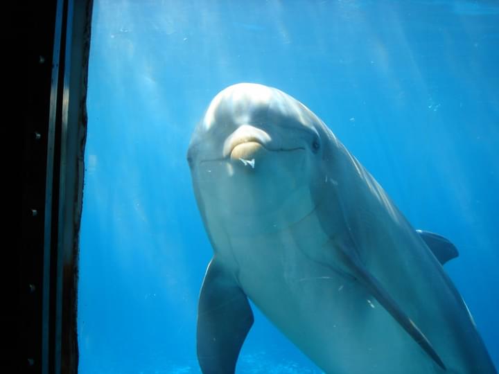 Dolphin in Barcelona Zoo