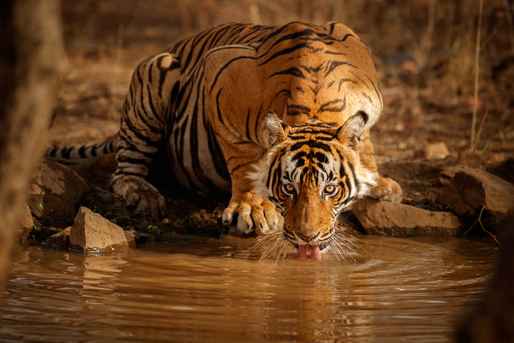 Kalagarh Tiger Reserve, <em>Lansdowne</em>