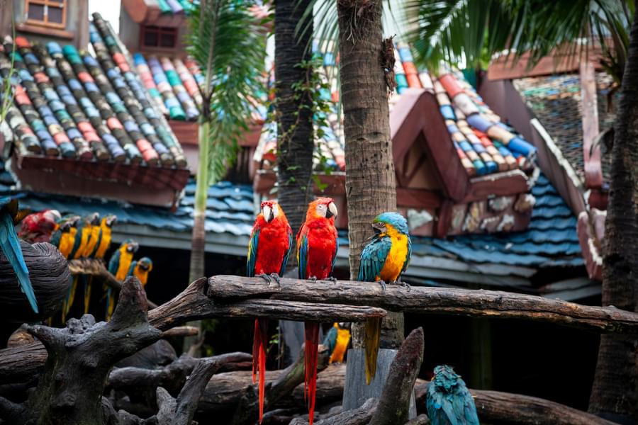 Bird Show At Safari World Bangkok
