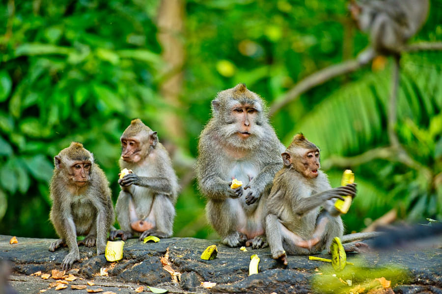 Witness monkeys at Tegalalang Rice Terrace