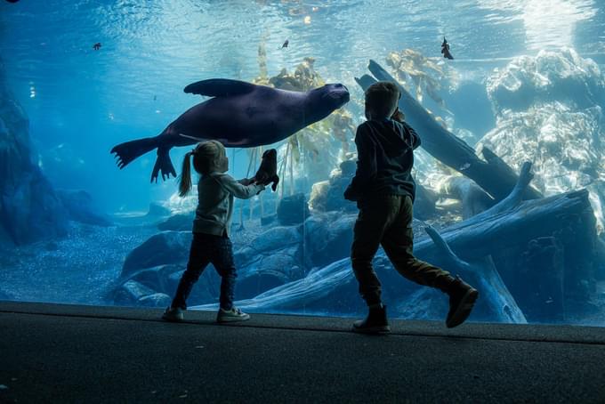 Sea Lion in Henry Doorly Zoo