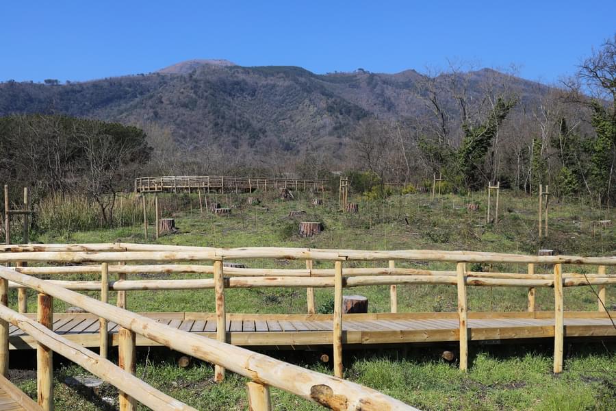 Vesuvio National Park Image