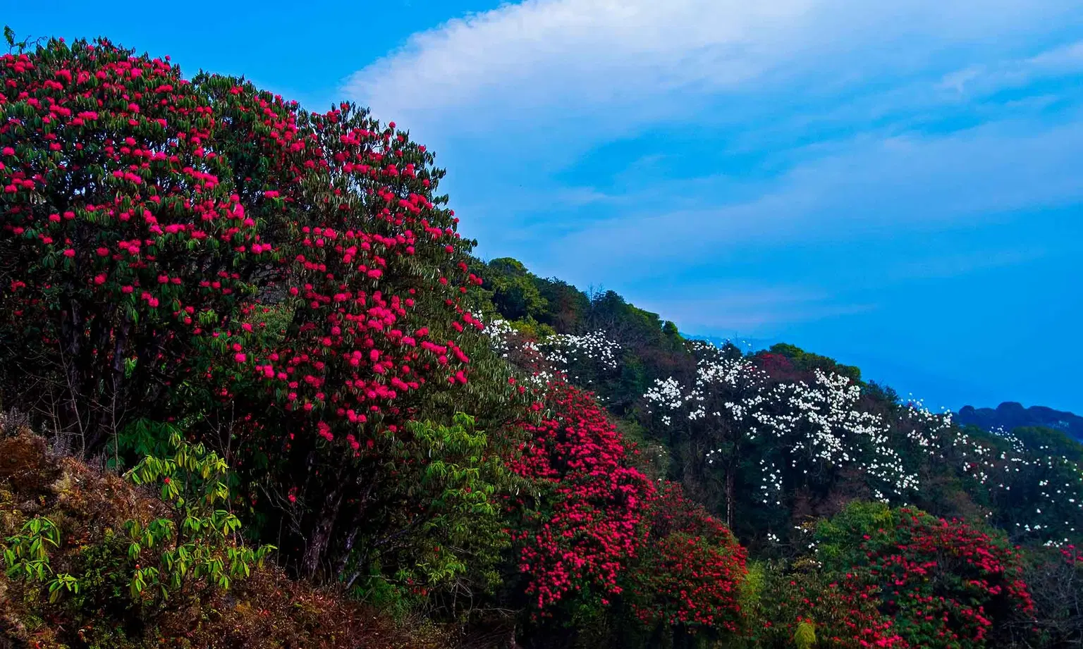 Witness the Flora and Fauna of Singalila National Park