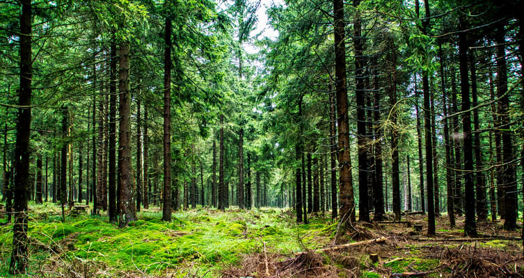 Sitabani Forest Reserve