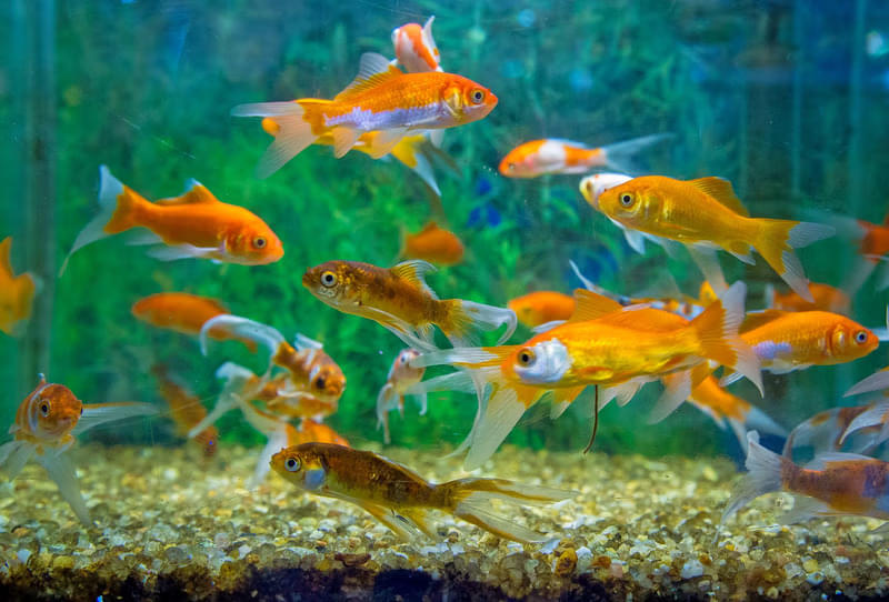 Visit the Aquarium
