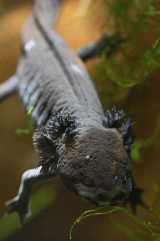 Reptile in Nashville Zoo