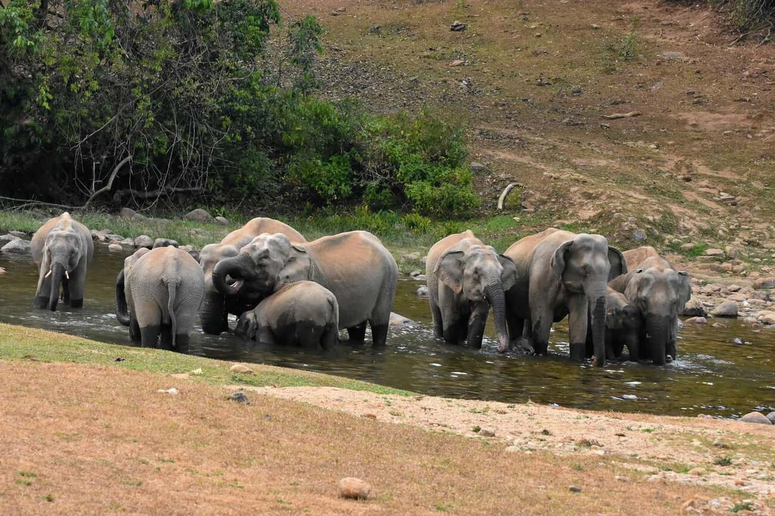 Anakulam Wild Elephant Village Jeep Tour, Munnar