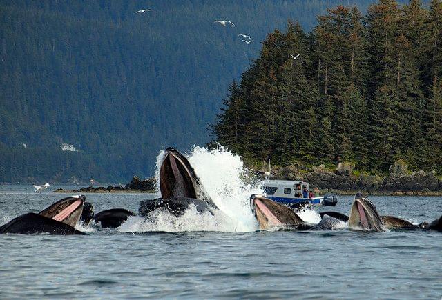 Whales at Glacier Bay National Park, Alaska