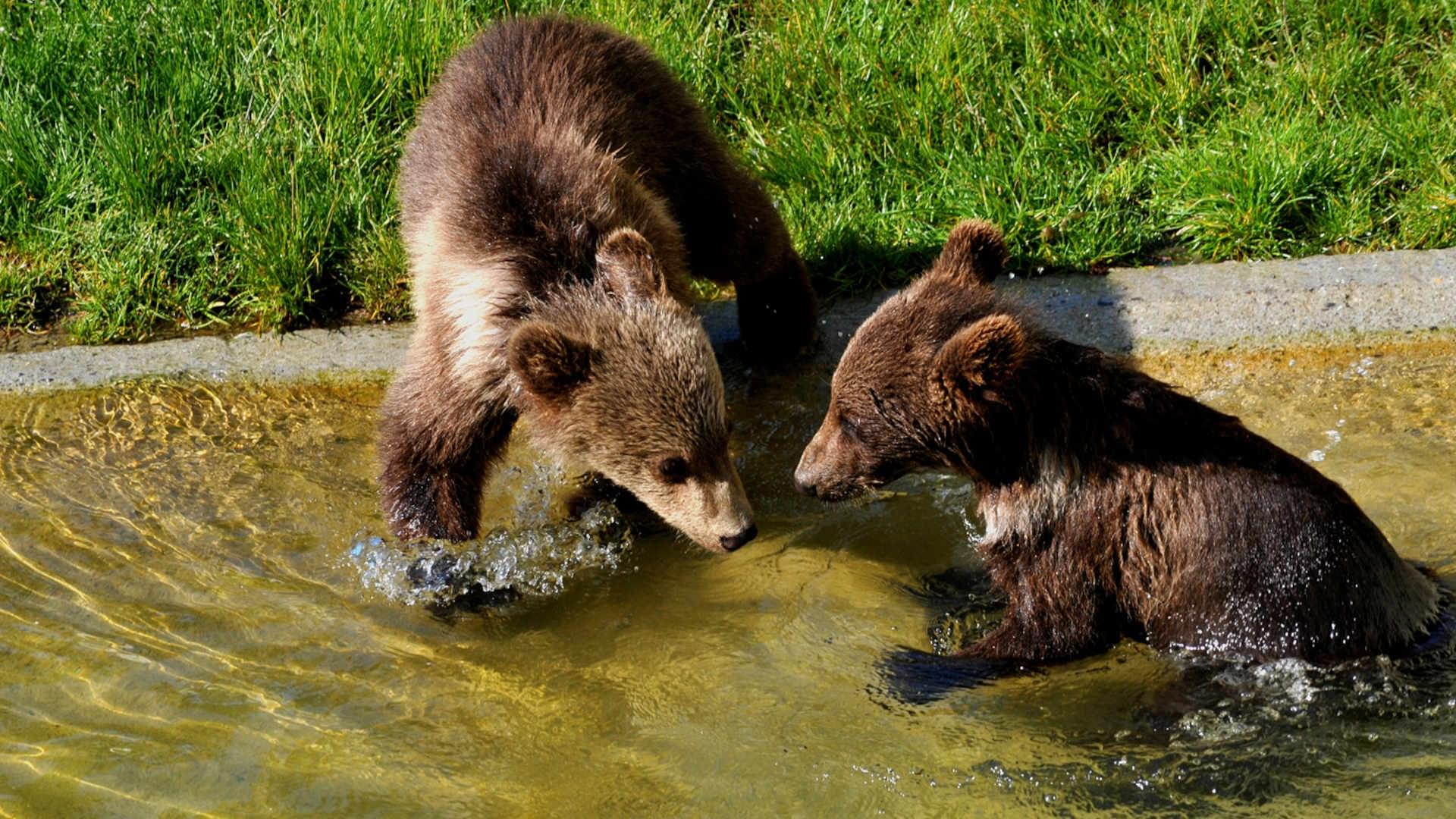 Bern Bear Park