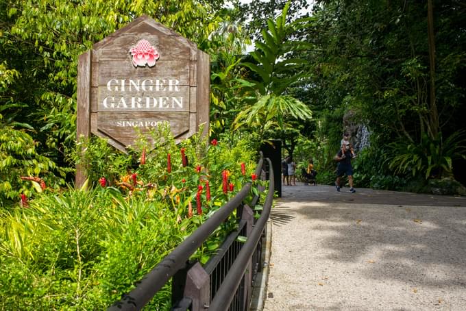 Ginger Garden