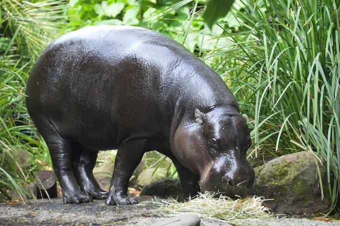 Hippopotamus in Taipei Zoo