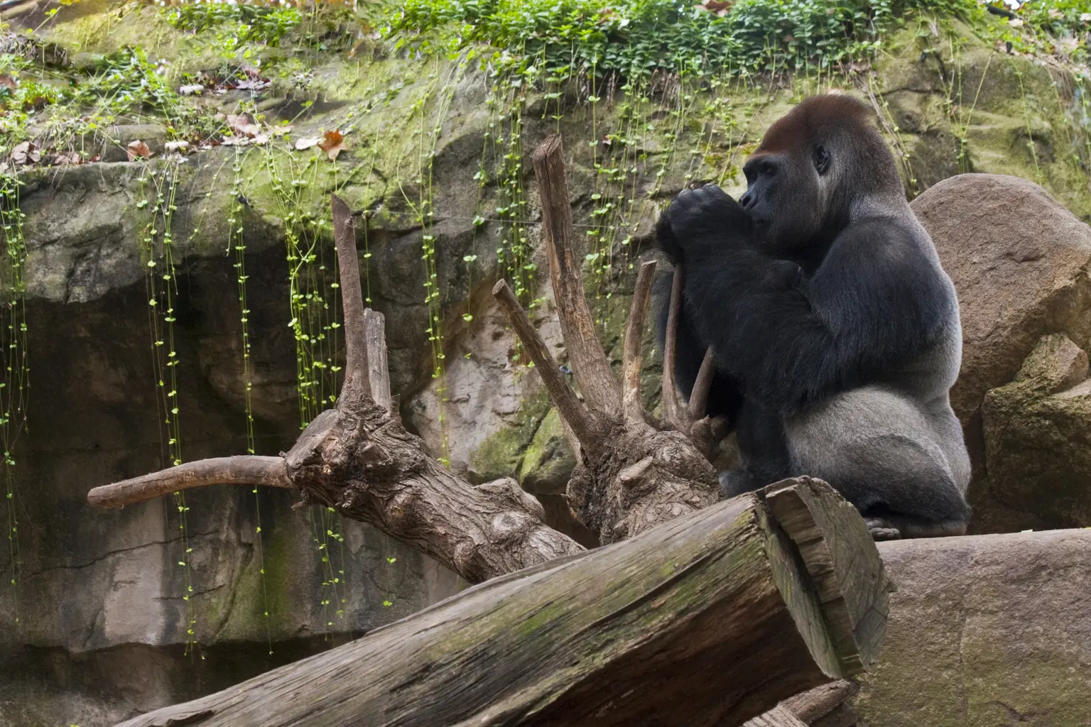 Gorilla Zone