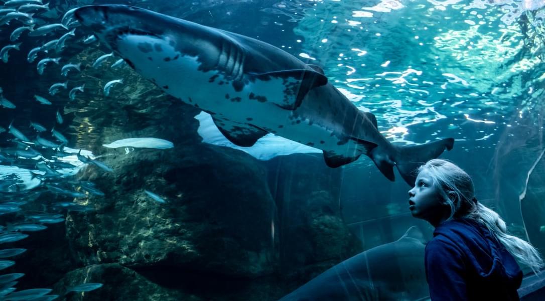 Get awestruck by looking at the fierce sharks