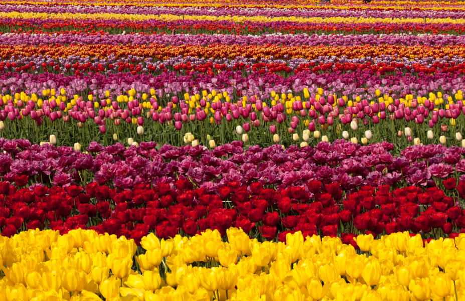Amsterdam Tulip Festival