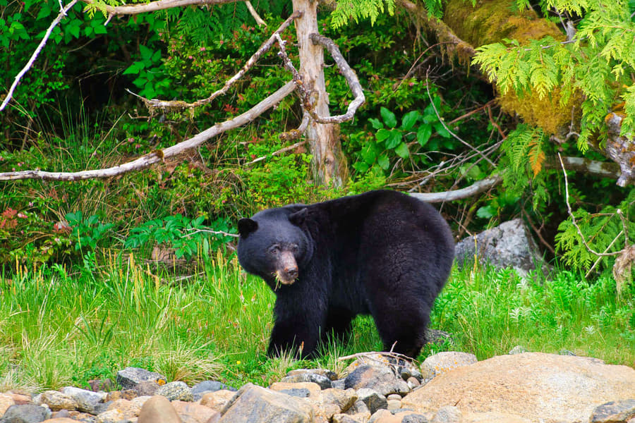 Whales & Bears of British Columbia Image