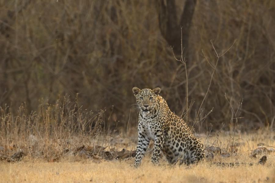 Girnar Jungle Safari Image