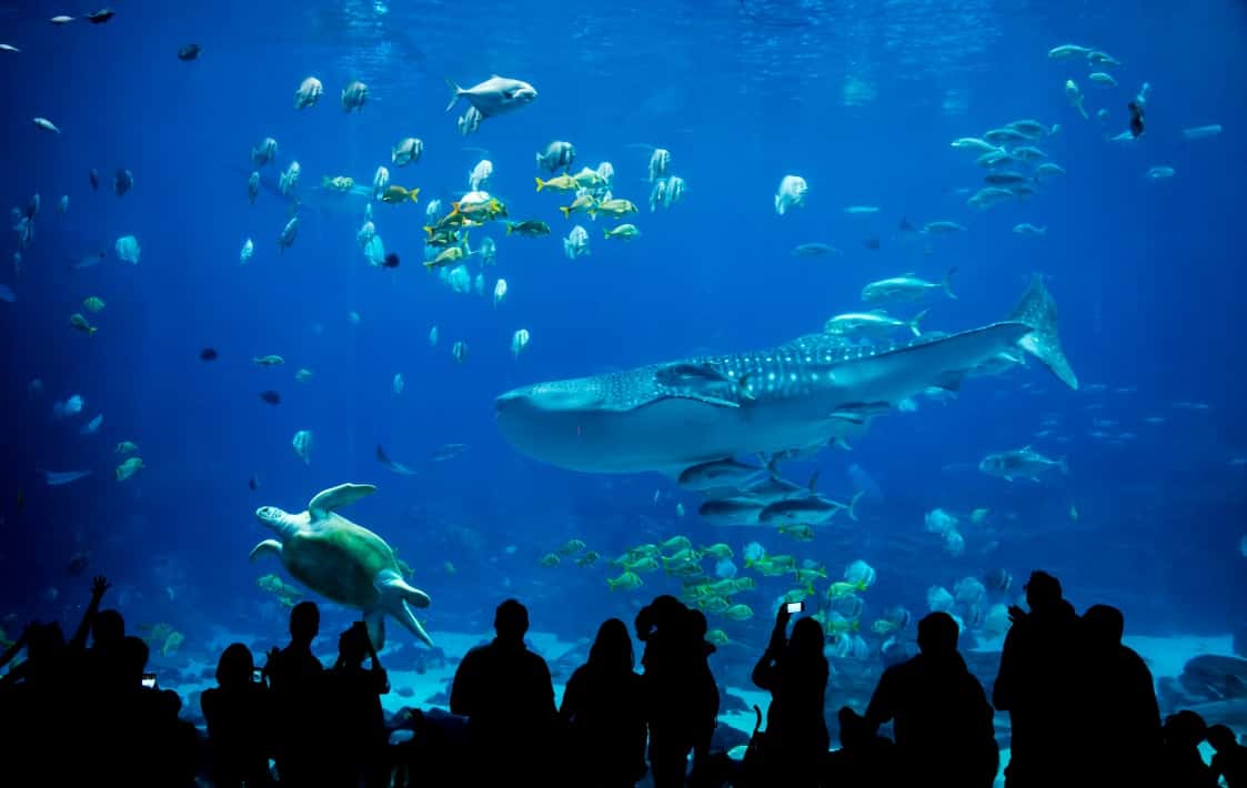 SEA LIFE Aquarium Tickets, Istanbul