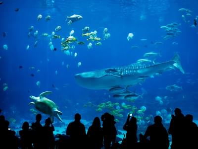 Visit the famous SEA LIFE aquarium.