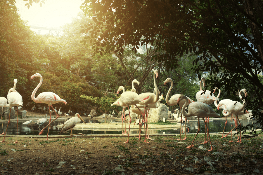 Bali Bird Park.png