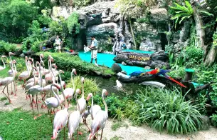 Ffgc5ekavk6j2of0k1jv48wn9koh safari%20world gallery 3