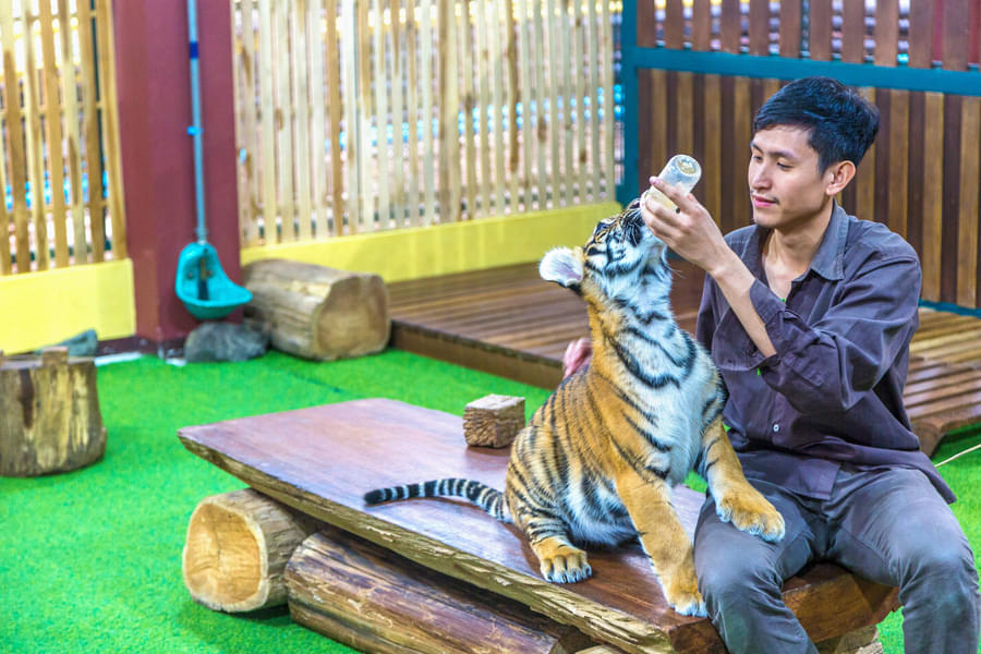 Tiger Feeding