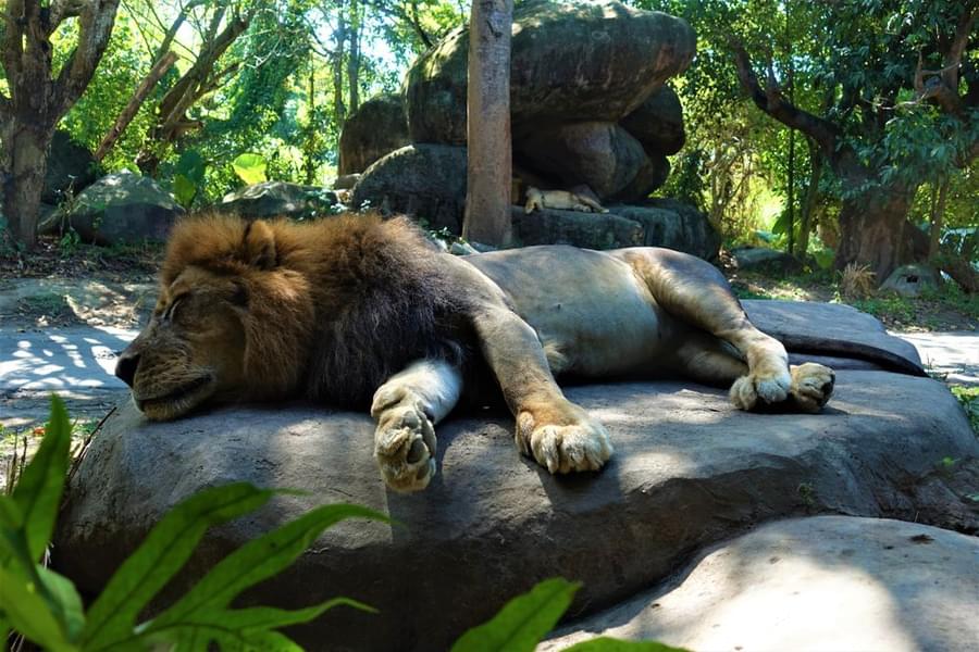 Thoiry ZooSafari