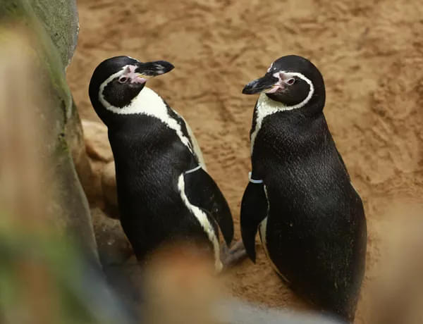 Penguin enclosure