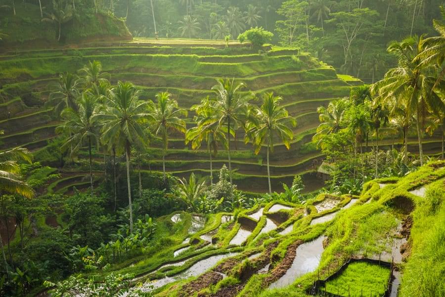 Ubud Day Trip from Seminyak Image