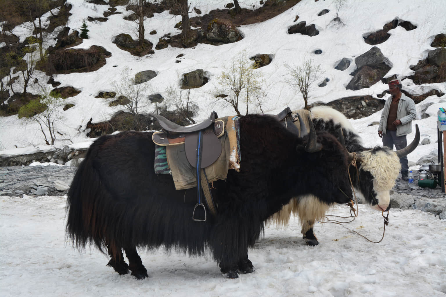 Yak Safari